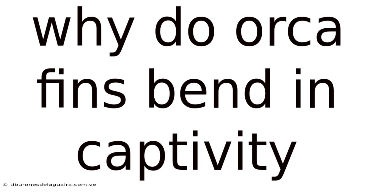 Why Do Orca Fins Bend In Captivity