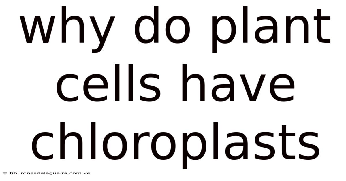 Why Do Plant Cells Have Chloroplasts