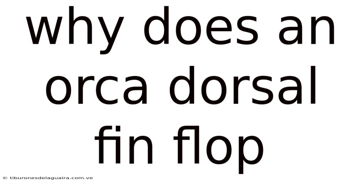 Why Does An Orca Dorsal Fin Flop