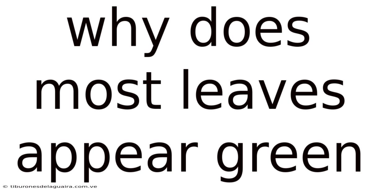 Why Does Most Leaves Appear Green