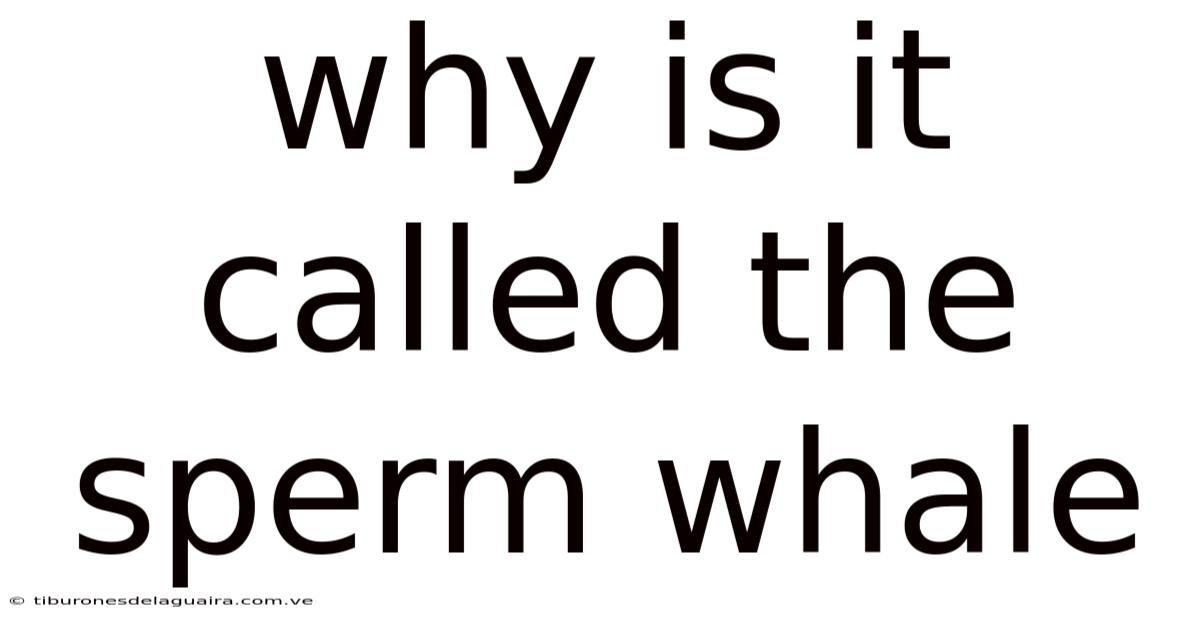 Why Is It Called The Sperm Whale