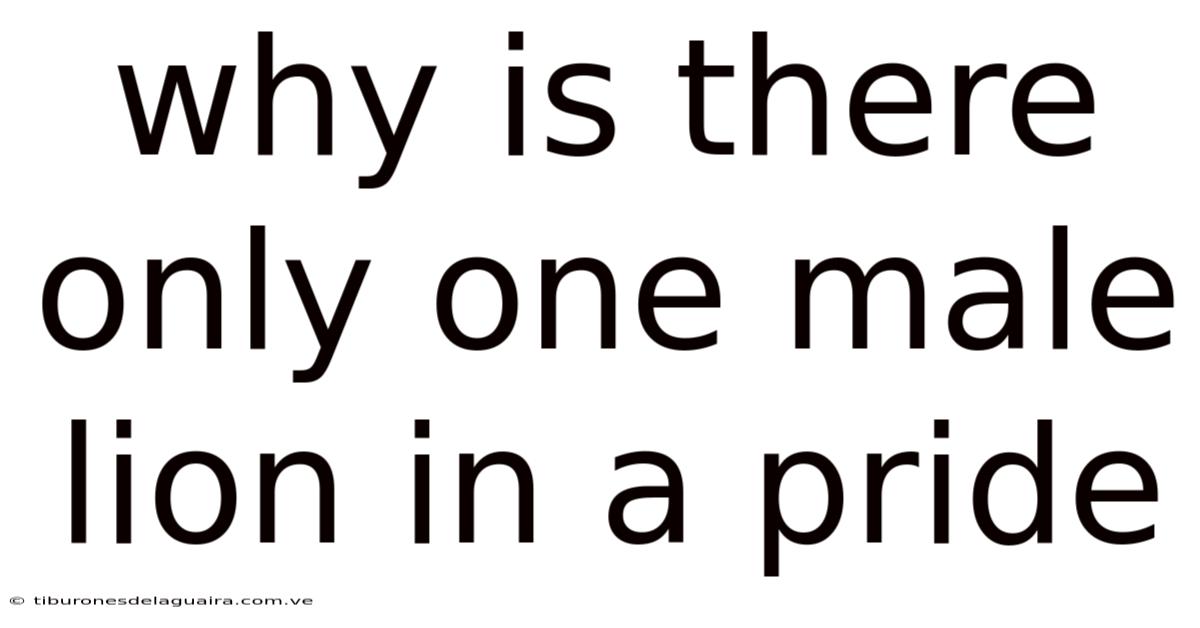 Why Is There Only One Male Lion In A Pride