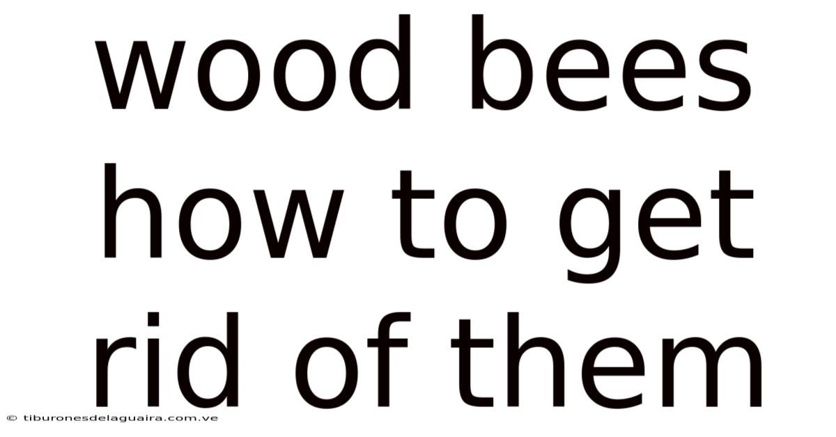 Wood Bees How To Get Rid Of Them